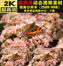 实拍蝴蝶与花高清视频素材