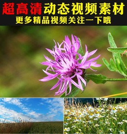 小清新绿叶阳光鲜花盛开春天视频