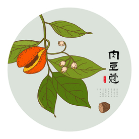 手绘肉豆蔻