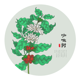 咖啡树 咖啡果实