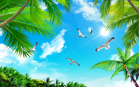 阳光海岸椰子树