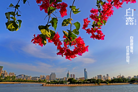 白露秋分节气厦门三角梅摄影照片