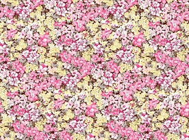 大牌密集碎花花卉