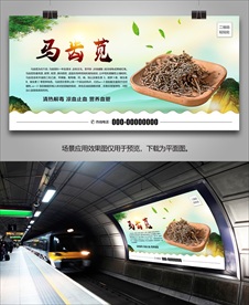 野生马齿苋海报灯箱展板挂画单页