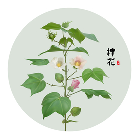 棉花手绘