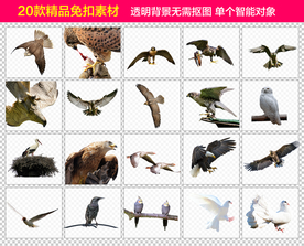 雄鹰鸽子免抠素材
