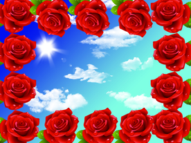玫瑰花蓝天白云