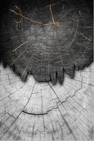 现代北欧金色木纹年轮玄关装饰画