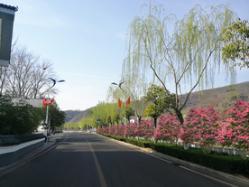 丛生紫薇道路景观设计