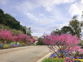 梅花花境景观设计效果图