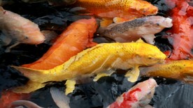 锦鲤