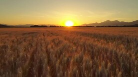 短视频素材航拍夕阳下麦田