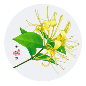 草本药插画