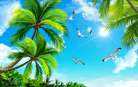 蓝天白云椰子树