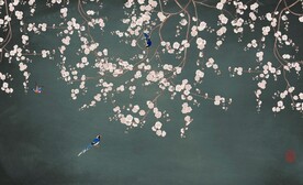 花鸟装饰画