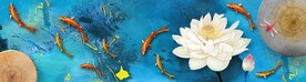 九鱼荷花