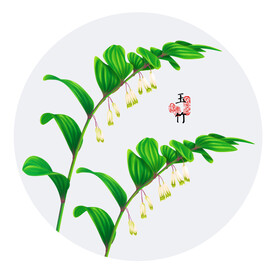 手绘玉竹