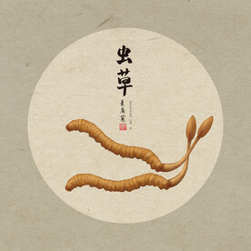 手绘虫草