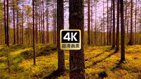 短视频素材北欧苔原树林