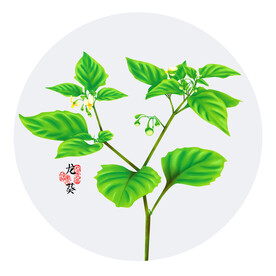 手绘龙葵