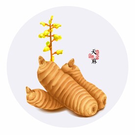 手绘天麻