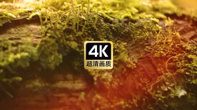 短视频素材腐朽树干苔藓野蘑菇