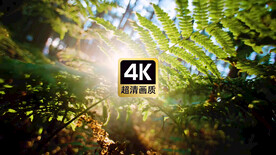 唯风景素材日光透光树叶运镜视频