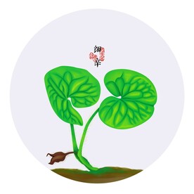 手绘细辛