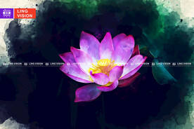 荷花