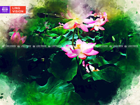 荷花