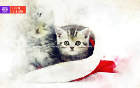 猫