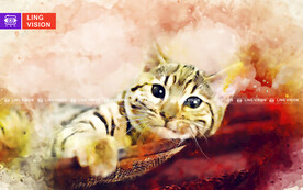 猫