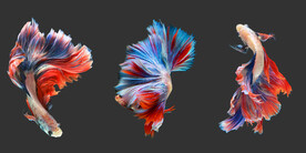 晶瓷画 抽象画 彩色金鱼