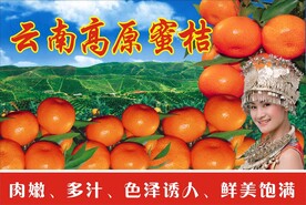 蜜桔海报