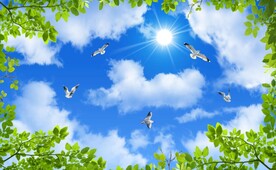 蓝天白云绿叶鸽子