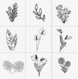 手绘白描叶子
