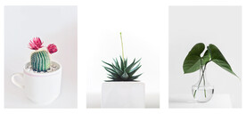 装饰画 晶瓷画 绿植 盘栽