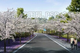 樱花大道