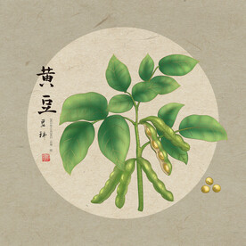 黄豆