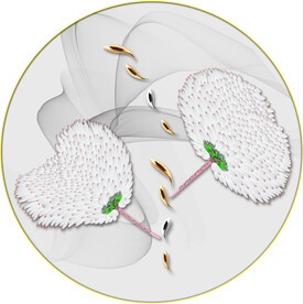 晶瓷画 羽毛 鱼