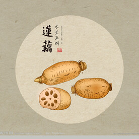 手绘莲藕