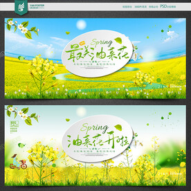 油菜花