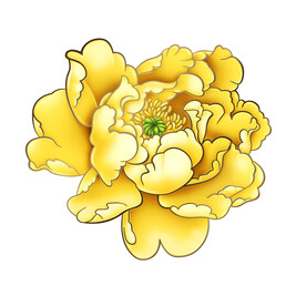 牡丹花.