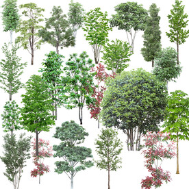 植物素材