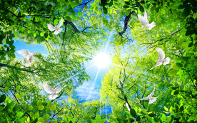 树林仰望软膜天花