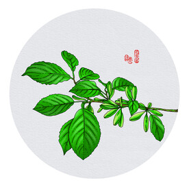 杜仲叶