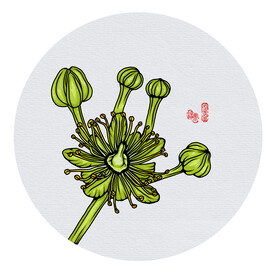 椴树花