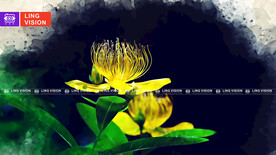 金丝桃花