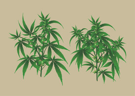 手绘火麻