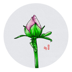 牡丹花